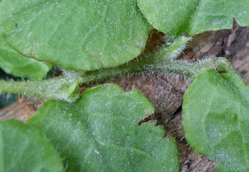 Trigonotis formosana, Tseng Yu-Hsin 1317--Taiwan. SW of Nanshan on highway 7. 20 May 2016. DSC03339 (88).JPG