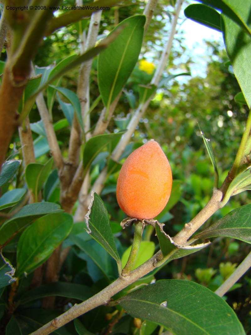 Mimusops obovata--Australia. Royal Botanic Garden, Melbourne. 19-20 Mch 08. 165.jpg