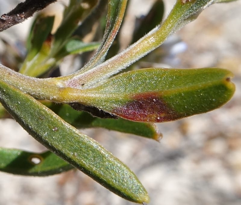 Conospermum nervosum, Davidson, C 13429--Australia. W.A. Green Head-Coorow Rd. Stop 2. 24 Oct 2016. DSC04873 (164).JPG
