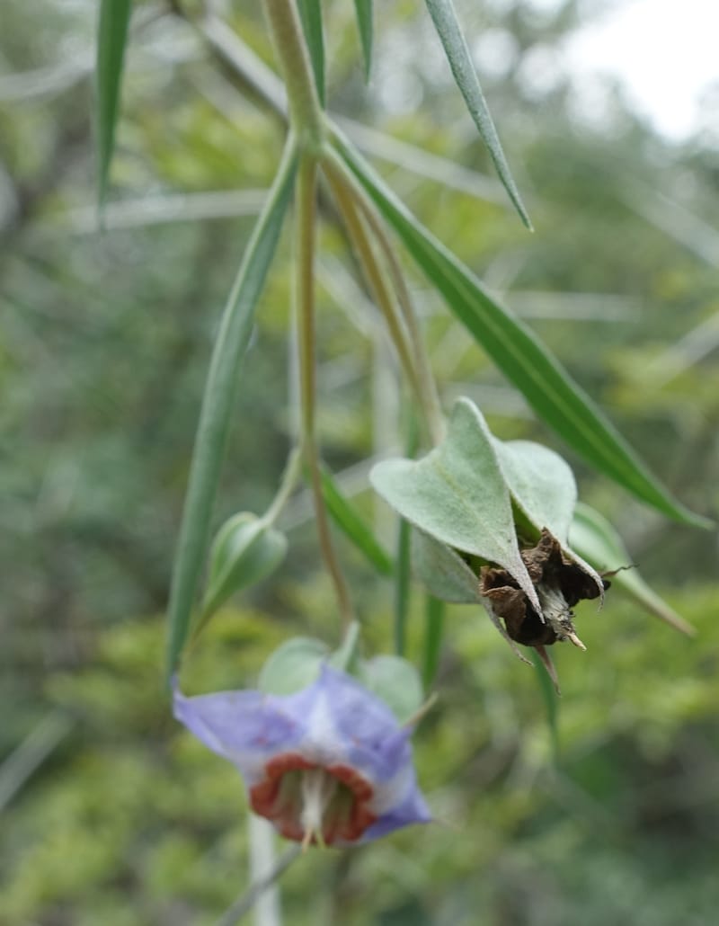 Trichodesma angustifolium, L. Nanyeni 1286--Namibia. Hwy 3031. Odom 155. 31 Mar 2018. DSC04738 (45).JPG