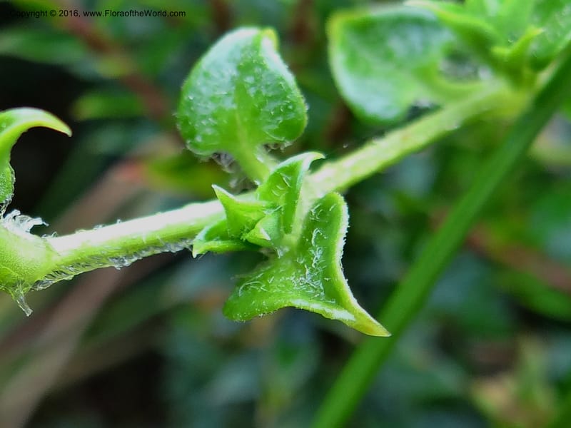 Cerastium, Ulloa, C 2388--Ecuador. Azuay. Matanga. 2 Oct 2012. DSC06351 (293).JPG