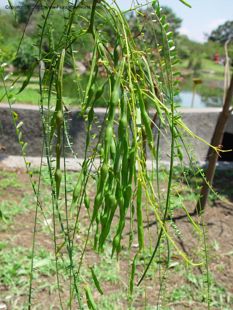 Parkinsonia aculeata--Costa Rica. INBio Parque, San Jose. 29 Mch 03. 106.jpg