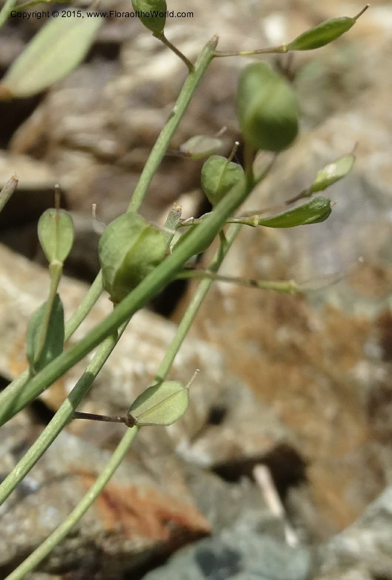 Noccaea fendleri, Davidson, C 12589--ID. Idaho Co. Seven Devils Camp Ground. 15 Jul 2014. DSC00113 (56).JPG