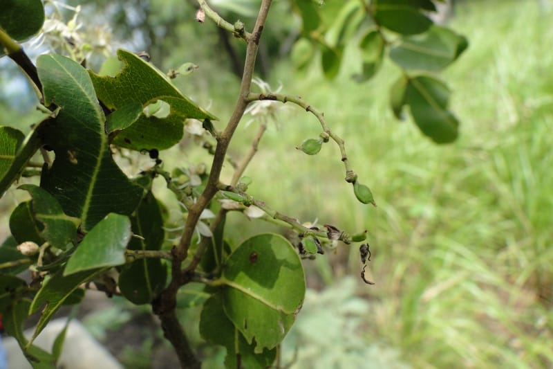 Copaifera langsdorfii, W. D. Stevens 31246--Paraguay. Edo. Concepcion. Esta. Garay Cue. 20 Mar 2011. 187 (16).jpg
