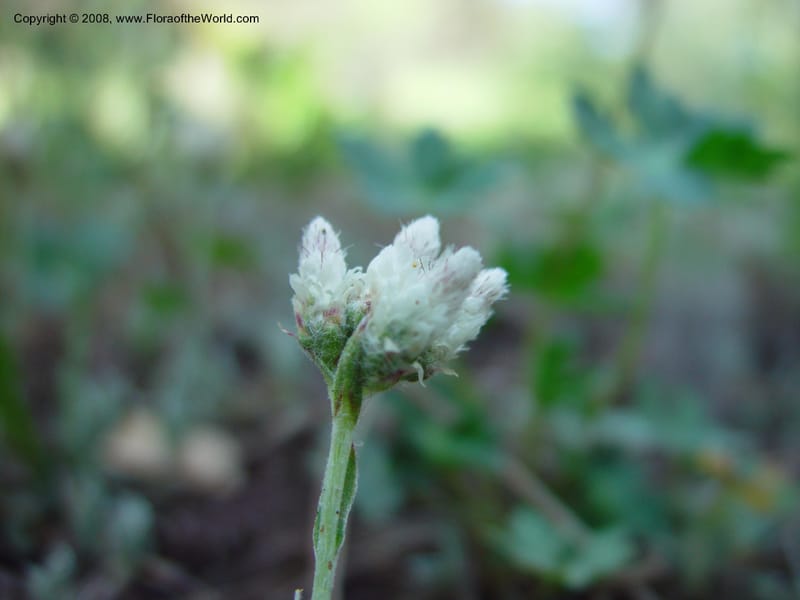Antennaria marginata--AZ. Arboretum at Flagstaff. 5 Jun 03. 096.jpg