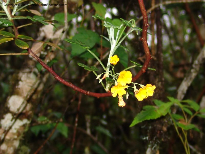 Oxalis--Peru. Macchu Pichu. 23 Oct 07. 149.jpg