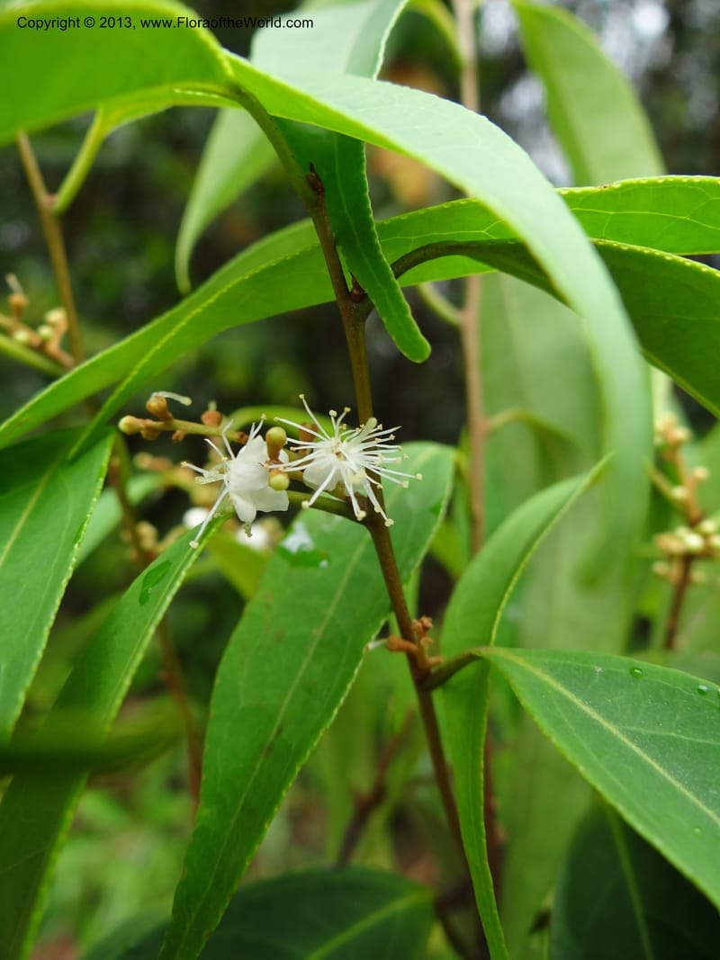 Symplocos, S.98876--Malaysia, Sarawak. Kubah Nat. Park. 28 Mar 2012. DSC05973 (136).JPG