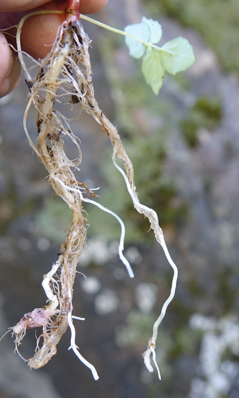 Circaea alpina subsp. imaicola, C. Davidson 13756--China. Sichuan. Yibailingba-gou. 12 Aug 2017. DSC04660 (630).JPG