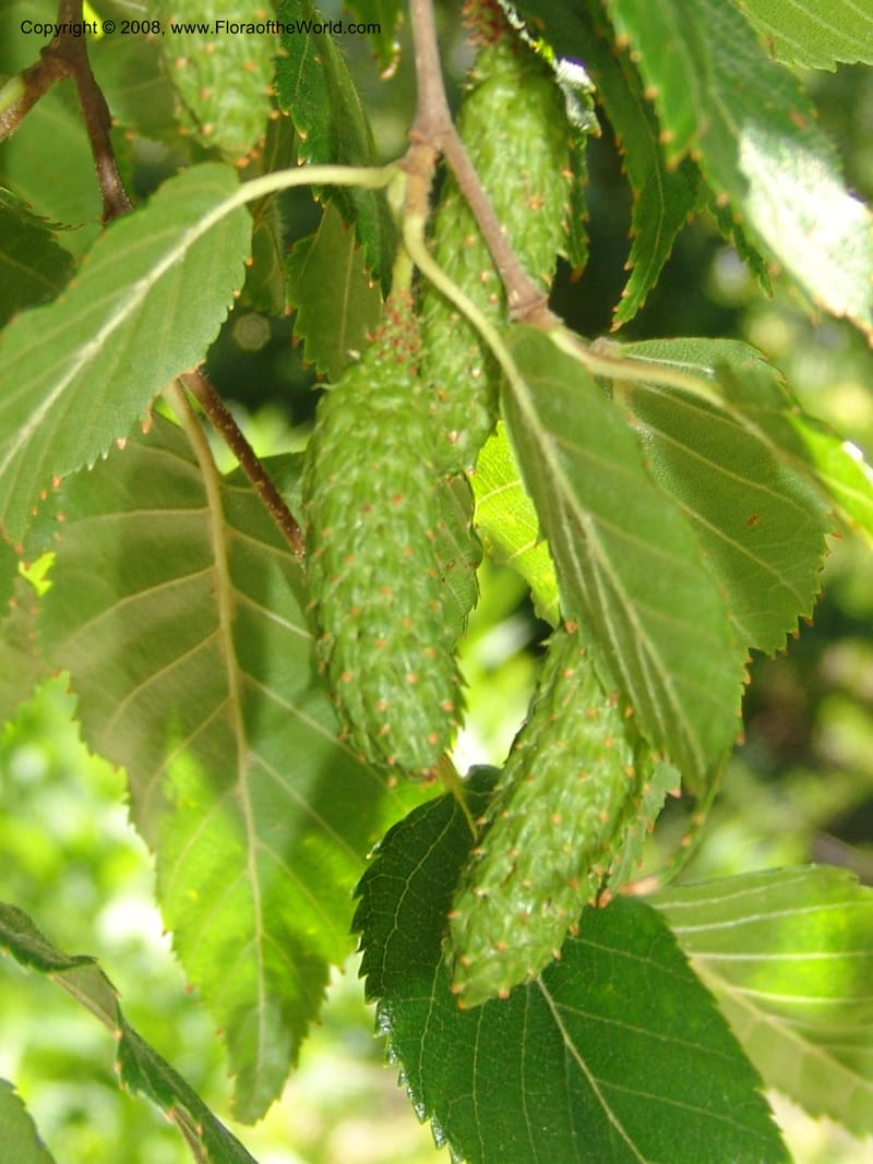 Betula utilis, 92.358--CA. Quarryhill Bot. Garden, Glen Ellen. 1 Jun 07. 087.jpg