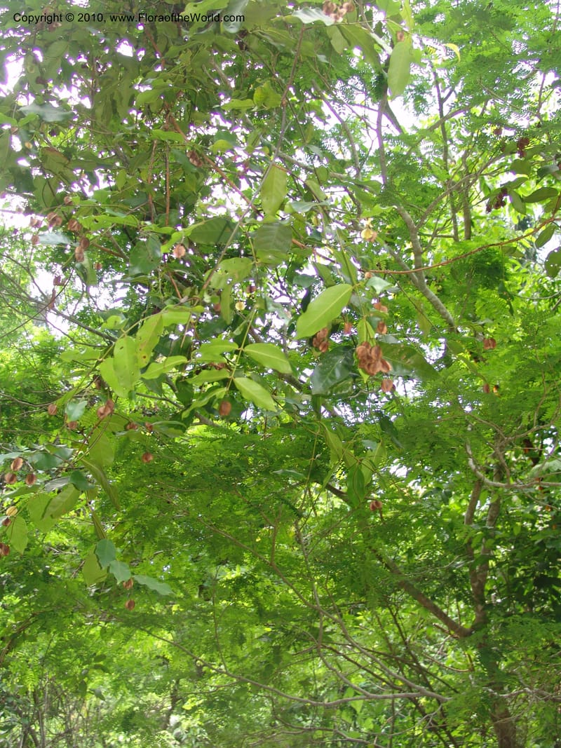 Combretum fruticosum, R. Ramirez D. xx--MX. Jalisco. Res. Las Joyas, La Manzanilla. 1 Aug 2007. 175 (1).jpg