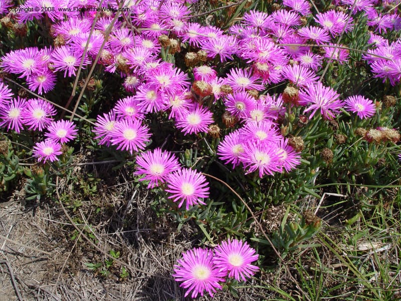 Lampranthus--So. Africa. Zululand.  Rd Hluhluwe to False Bay.  30 Sep 03.  012.jpg