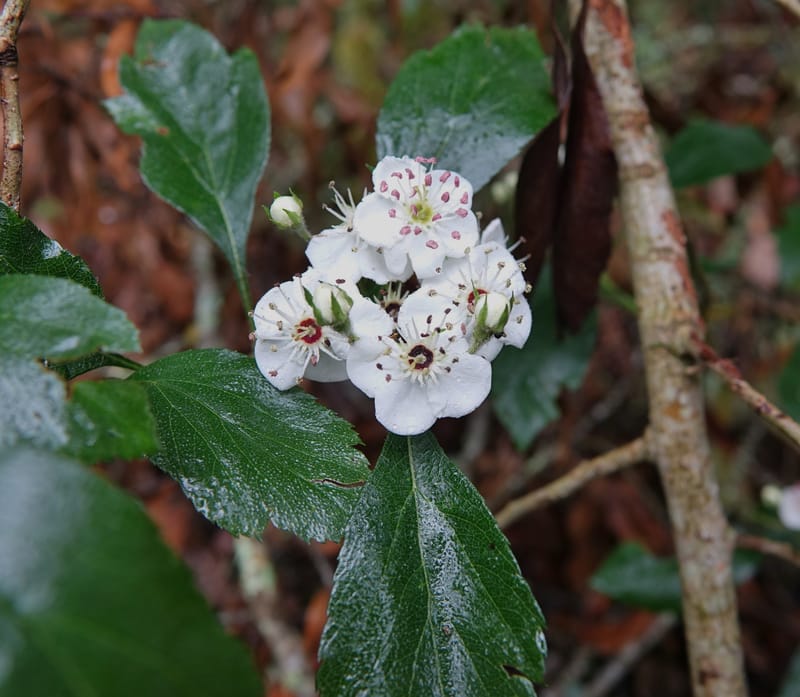 Crataegus mexicana, Gomez-Dominguez, H 3764--Mexico. Chiapas. Las Ollas between San Cristobal and Tenejapa. 16 Mar 2017. (34).JPG