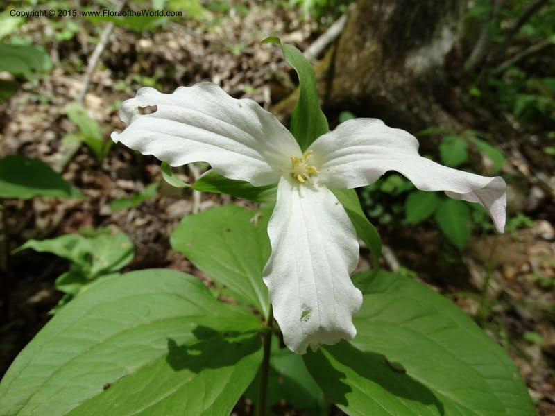 Trillium grandiflorum, Davidson, C 12998--North Carolina. Macon Co. Standing Indian. 14 May 2015. DSC05212 (216).JPG