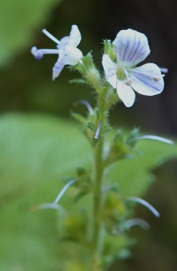 Veronica officinalis, C. Davidson 13799--ID. Latah Co. FSR 447. 7 Jul 2018. DSC05707 (128).JPG