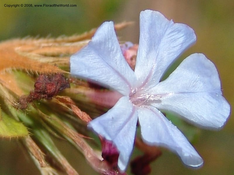 Ceratostigma willmottianum, 98.0698--CA. UC Berkeley Bot. Garden. 8 Dec 06. 211.jpg