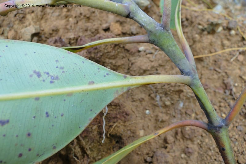 Syzygium kriegeri, J. Munzinger 6591--New Caledonia. Mine St. Louis Boulinda. 18 Feb 2011. 155 (10).jpg