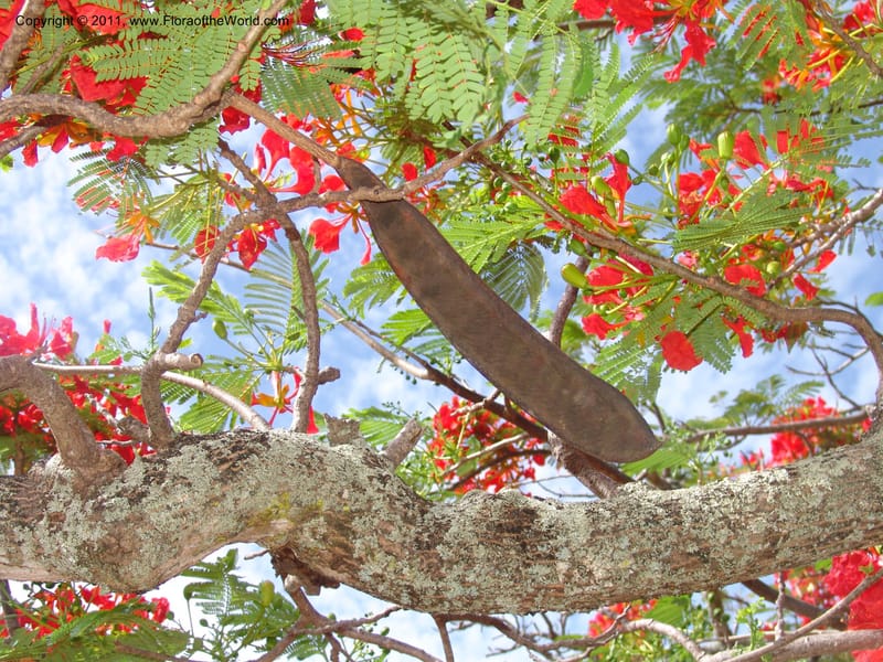 Delonix regia, ROR1560--Madag. Prov. Antsir. Orangea For. Pres. 9 Nov 06. 220 (22).jpg