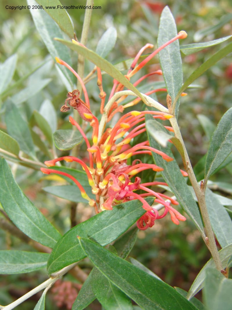 Grevillea victoriae, 2002.0250--CA. San Francisco Arboretum. 9 Aug 07. 387.jpg