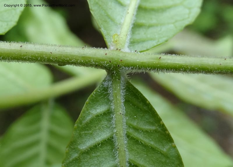 Zanthoxylum bungeanum, Boufford, D 43737--China. Sichuan. XinZhaZi Gou. 14 May 2014. DSC06426 (69).JPG