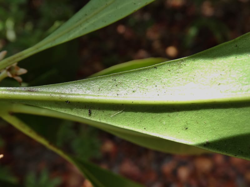 Phelline, Callmander, M 1238--New Caledonia. Mont Dzumac. 12 Nov 2015. DSC01563 (205).JPG