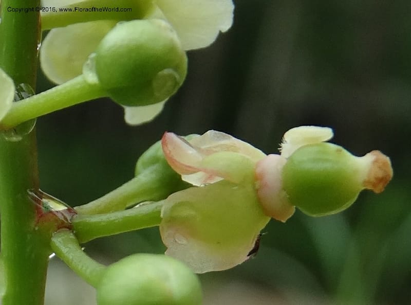Lepisanthes fruticosa, Buerki, S 361--Sabah. Ulu Senagang. 9 Oct 2014. DSC03434 (53).JPG