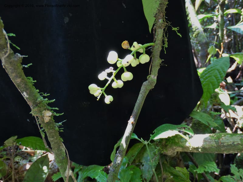 Lepisanthes, Buerki, S 348--Sabah. Danum Valley. 4 Oct 2014. DSC01741 (147).JPG