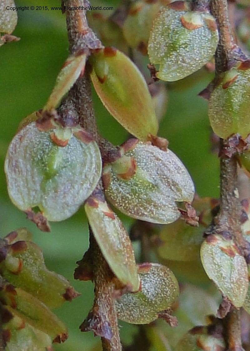 Rhoiptelea chiliantha, Regalado 1809--Viet Nam. Trail to Siu Chai Commune. 5 May 2011. 306 (19).jpg
