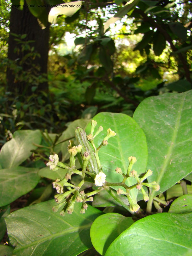 Pisonia umbellifera--Australia. Royal Botanic Garden, Melbourne. 19-20 Mch 08. 053.jpg