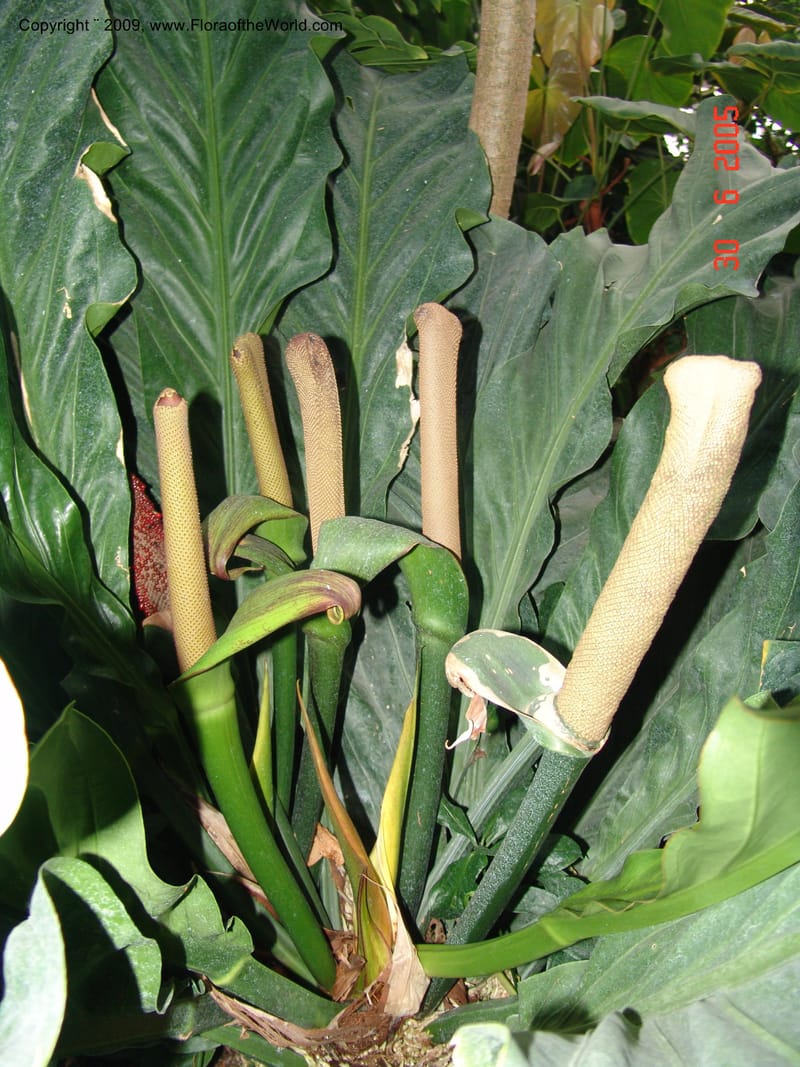 Anthurium plowmanii, Araceae, Chicago-Garfield Conservatory 6-05 082.jpg