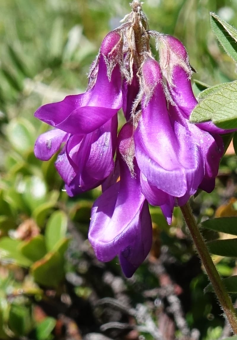 Hedysarum hedysaroides, Davidson, C 13308--Switzerland. Les Violettes. 4 Jul 2016. DSC09126 (58).JPG