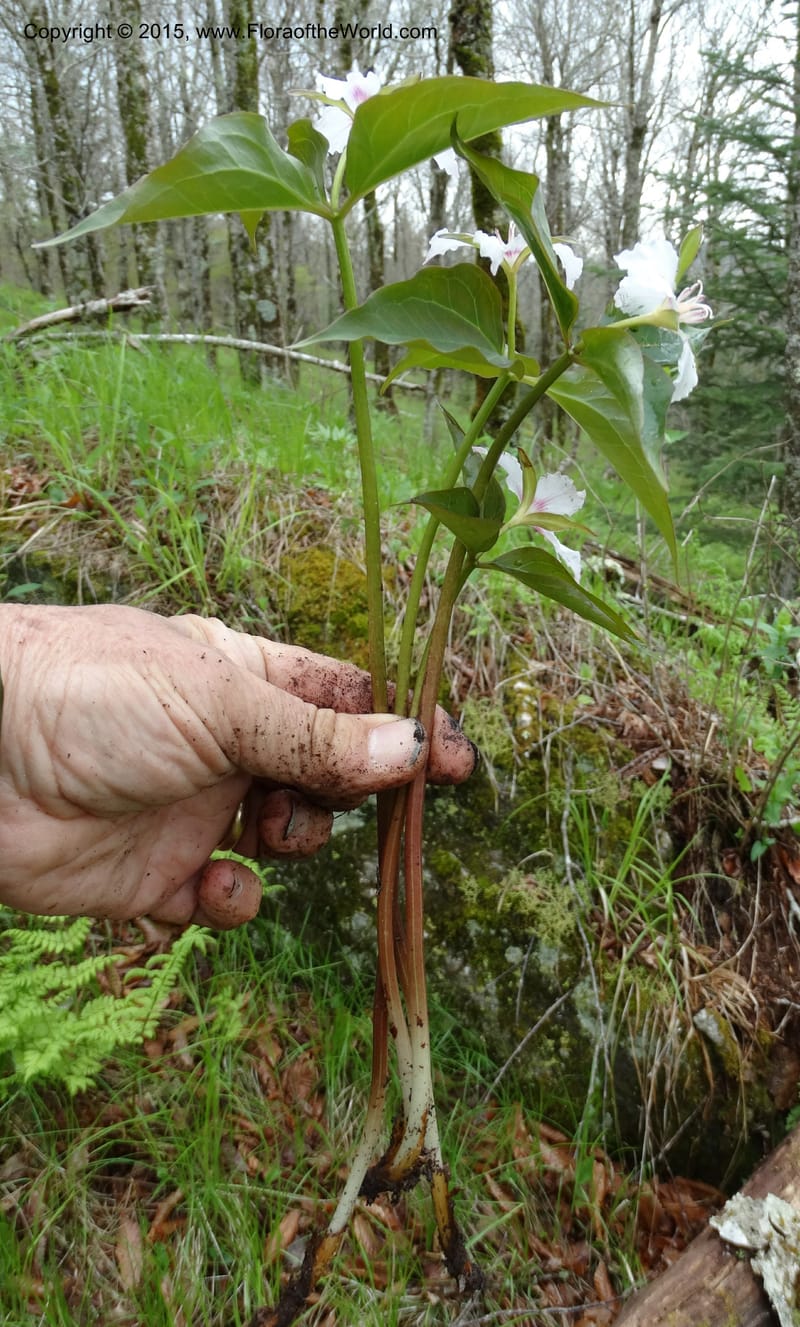Trillium undulatum, Davidson, C 12959--North Carolina. Trans. Co. Devil's Courthouse View. 12 May 2015. DSC04151 (85).JPG