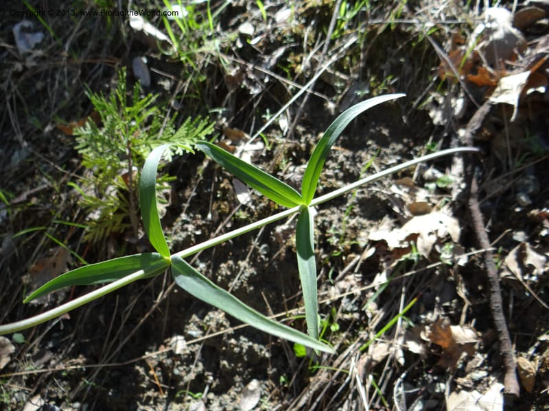Fritillaria atropurpurea, Davidson, C 12131--Calif. Nevada Co. 19 Apr 2013. DSC03185 (3).JPG