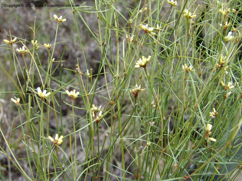 Secamone minutiflora, Z.Rogers816--Madag. Prov. Fianar. Parc Nat. Isalo. 12 Jan 06. 180.jpg