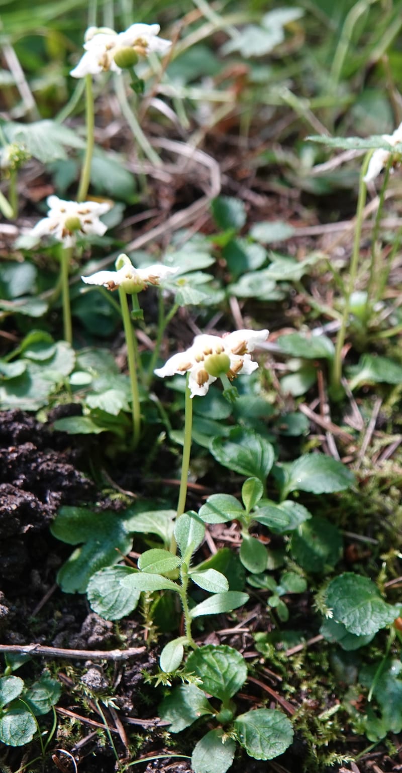 Moneses uniflora, C. Davidson 14039--ID. Valley Co. Sylvan Cr. Payette Lake. 31 July 2019. DSC01112 (16).JPG