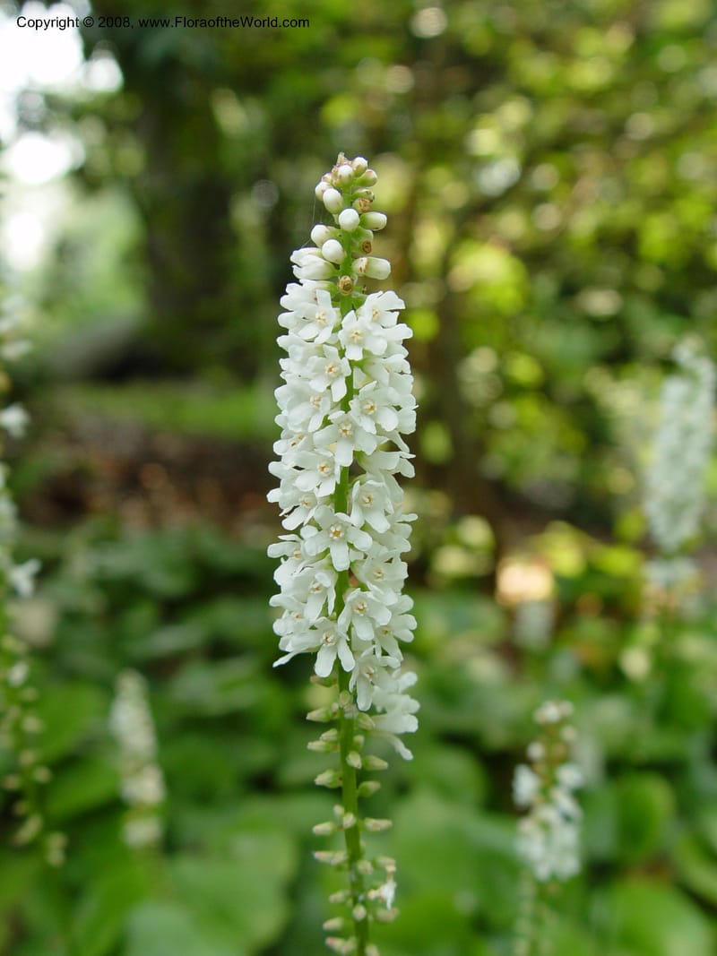 Galax aphylla--CT. Branford. Dr. Nickou's private garden. 27 Jun 03 057.jpg