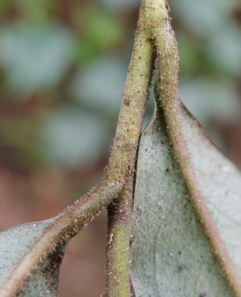 Ardisia virens, D. Boufford 44152--China. Yunnan. Bam Po village. 5 May 2018. DSC02406 (241).JPG