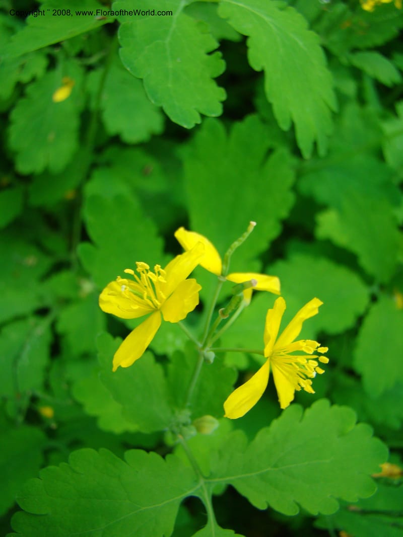 Slovenia. 3 km S of Kozina. 17 May 08. 211.jpg