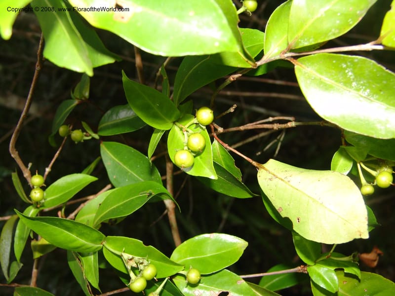 Psorospermum revolutum, RRanaivojaona1379--Madag. Toliara. Mandena Centr. Res. Ecol. 18 Jan 06. 027.jpg