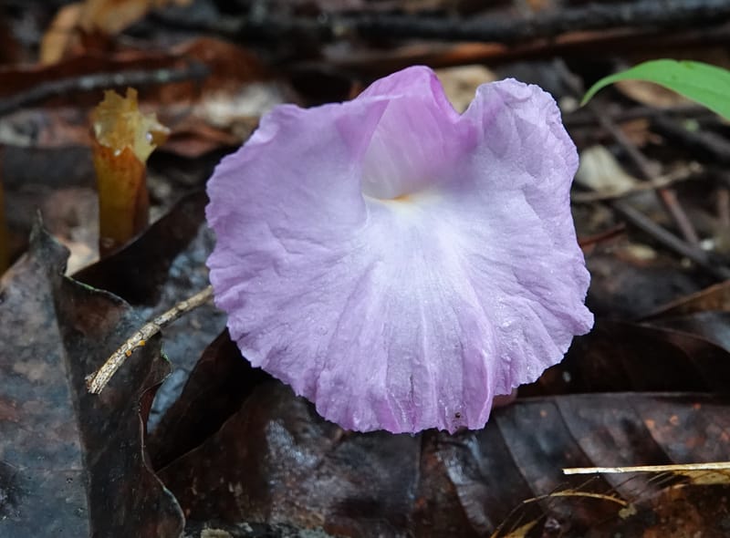 Aframomum, C. Davidson 13951--Gabon. Mondah. Arb Raponda Walker. 4 Nov 2018. DSC01949 (152).JPG