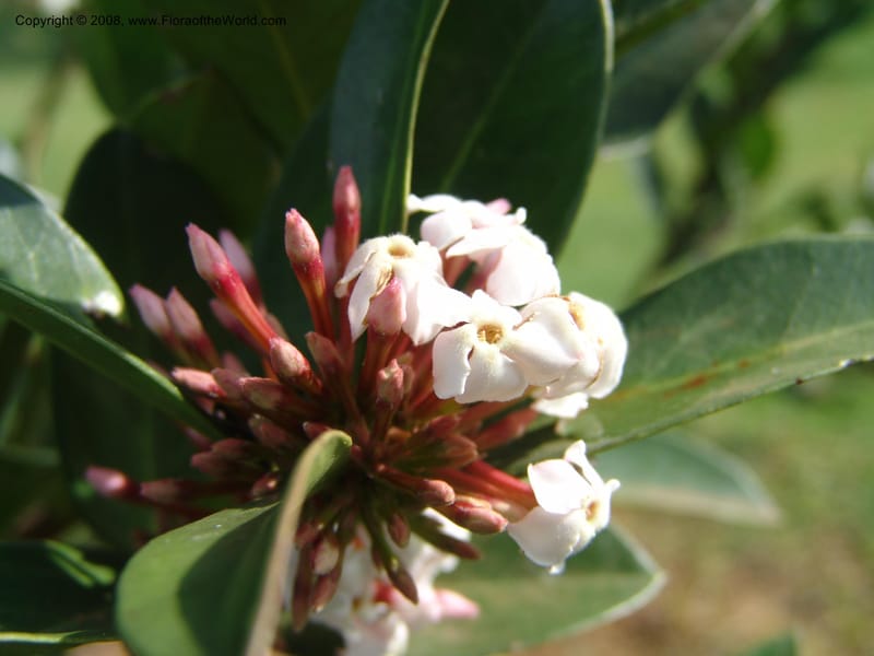 Acokanthera oppositifolia--Kenya. Brooks Bond Tea Estate, Kericho. 10 Jul 04. 164.jpg