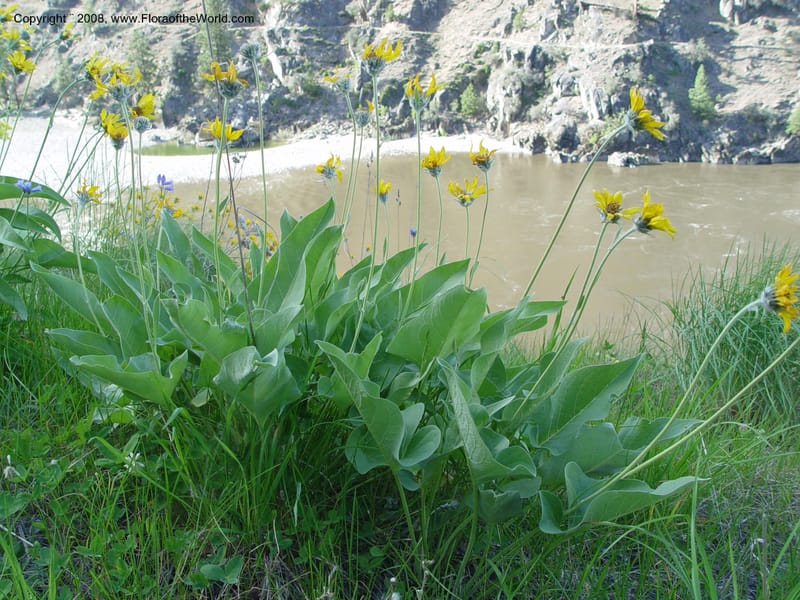 Balsamorhiza sagittata--ID. Idaho Co. Salmon R. Polly Bemis Ranch. 7 May 04. 126.jpg