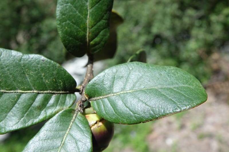 Quercus, C. Davidson 13759--China. Sichuan. Yibailingba-gou. 12 Aug 2017. DSC04660 (395).JPG