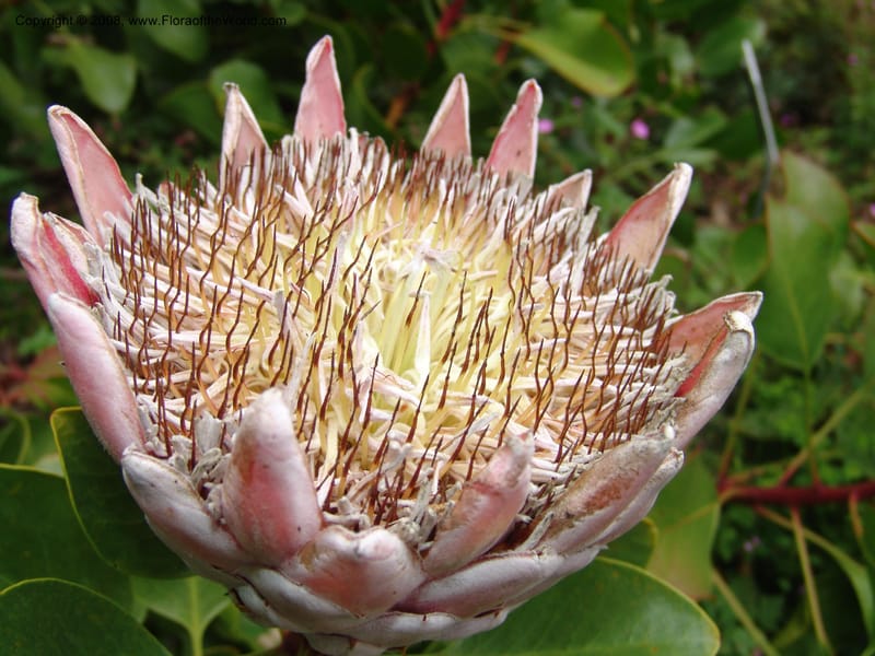 Protea cynaroides--CA. San Francisco Arbor. 3 Jul 07. 192.jpg