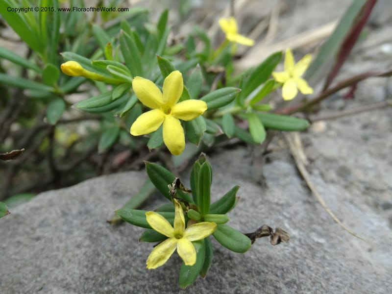 Wikstroemia, Boufford, D 43598--China. Sichuan. Yonghe Village. 6 May 2014. DSC04110 (21).JPG