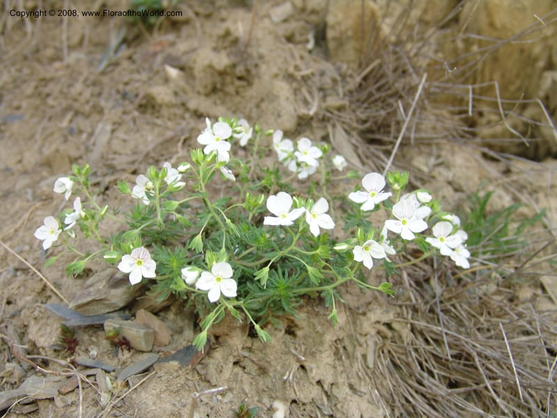Veronica peduncularis--Georgia. Kazbegi region. E of Sno village. 3 Jun 05. 067.jpg
