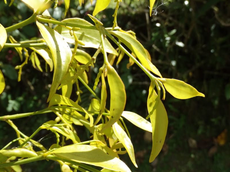 Ginalloa arnottiana, Davidson, C 12928--Sabah. Near generation plant. 28 Mar 2015. DSC01259 (4).JPG