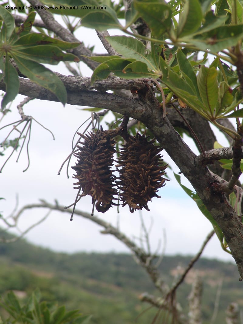 Sterculia murex--So. Africa. Mpumalanga. Karino. Whyte Thorne Garden. 19 Mch 05. 231.jpg