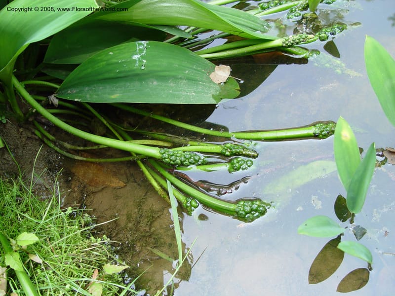 Orontium aquaticum--DE. Mt. Cuba Center. 24 Jun 03. 100.jpg