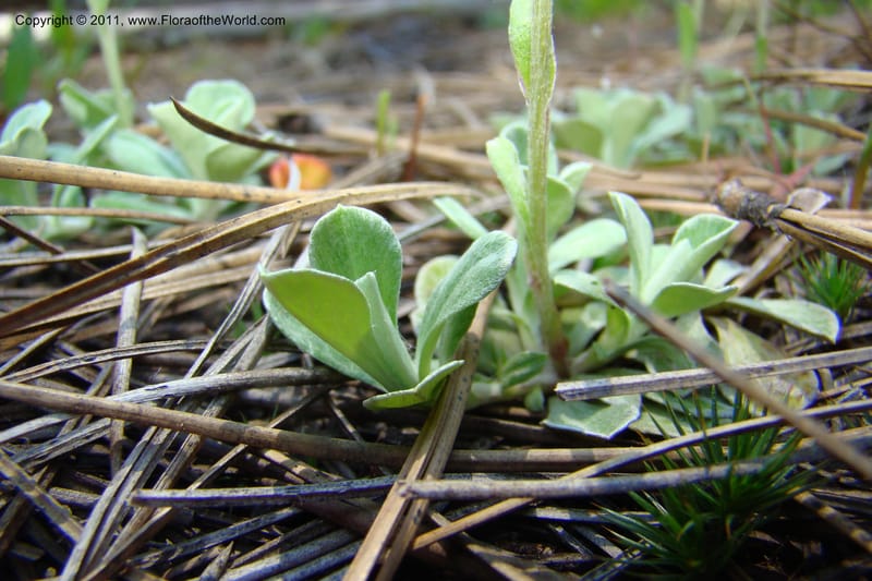 Antennaria rosea, C. Davidson 11398--Idaho. Idaho Co. Salmon River. Shepp Ranch. 28 May 2009. 055.jpg
