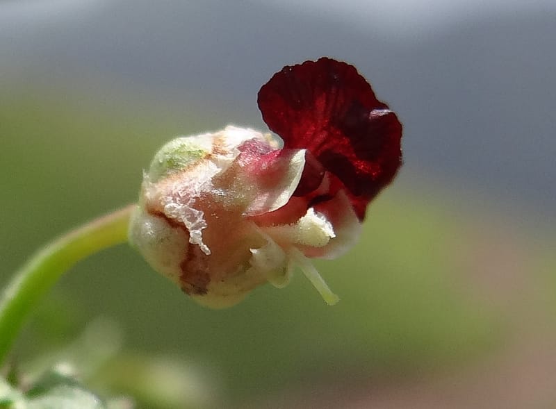Scrophularia--Kurdistan. Hawraman. Stop 5. 22 May 2013. DSC04493 (59).JPG